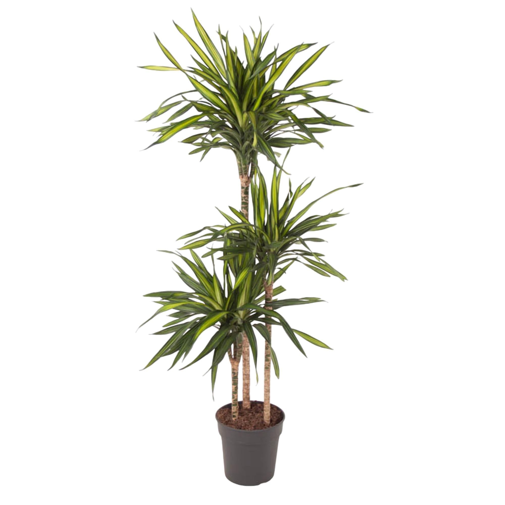 Dracaena Riki kaufen