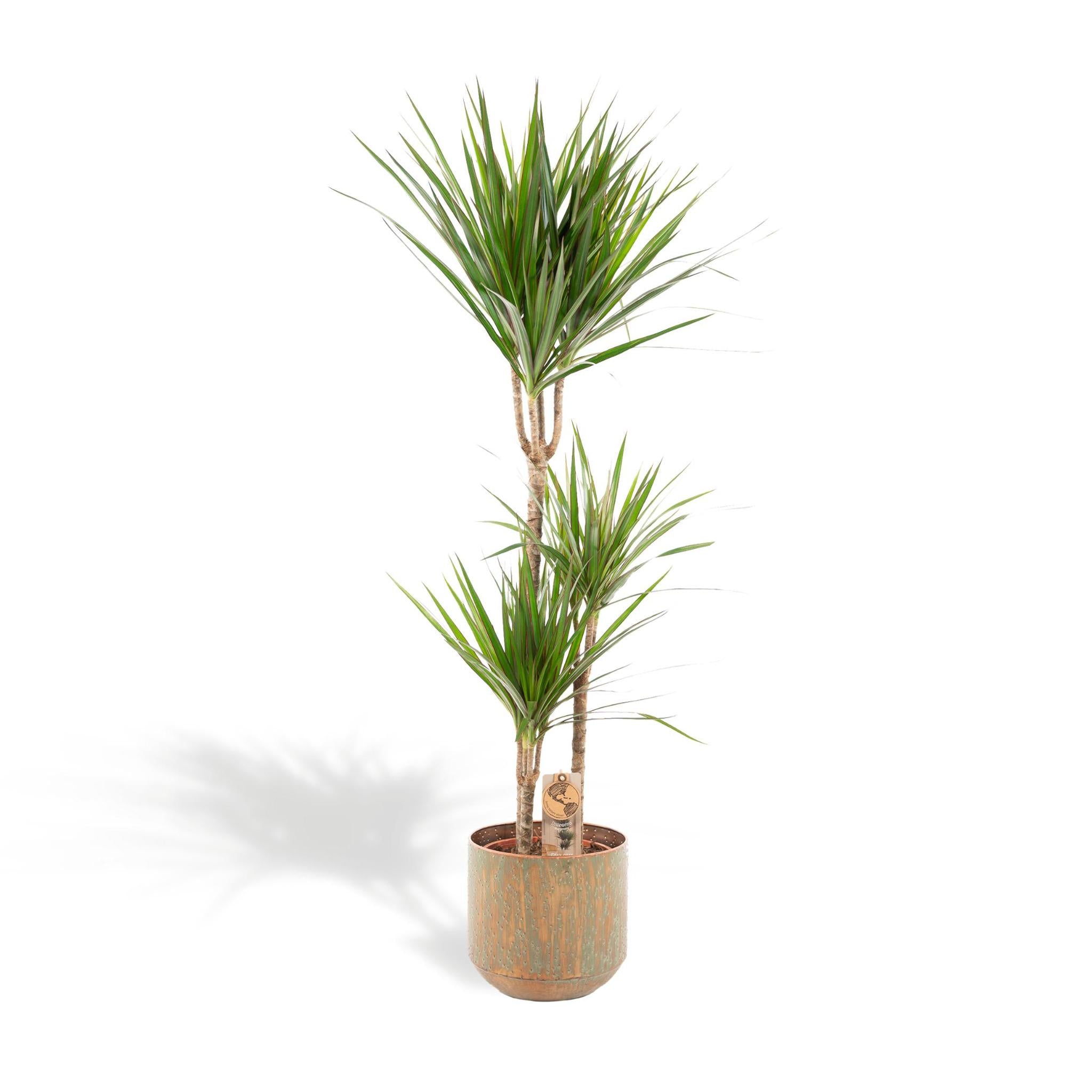 Dracaena Marginata im Topf