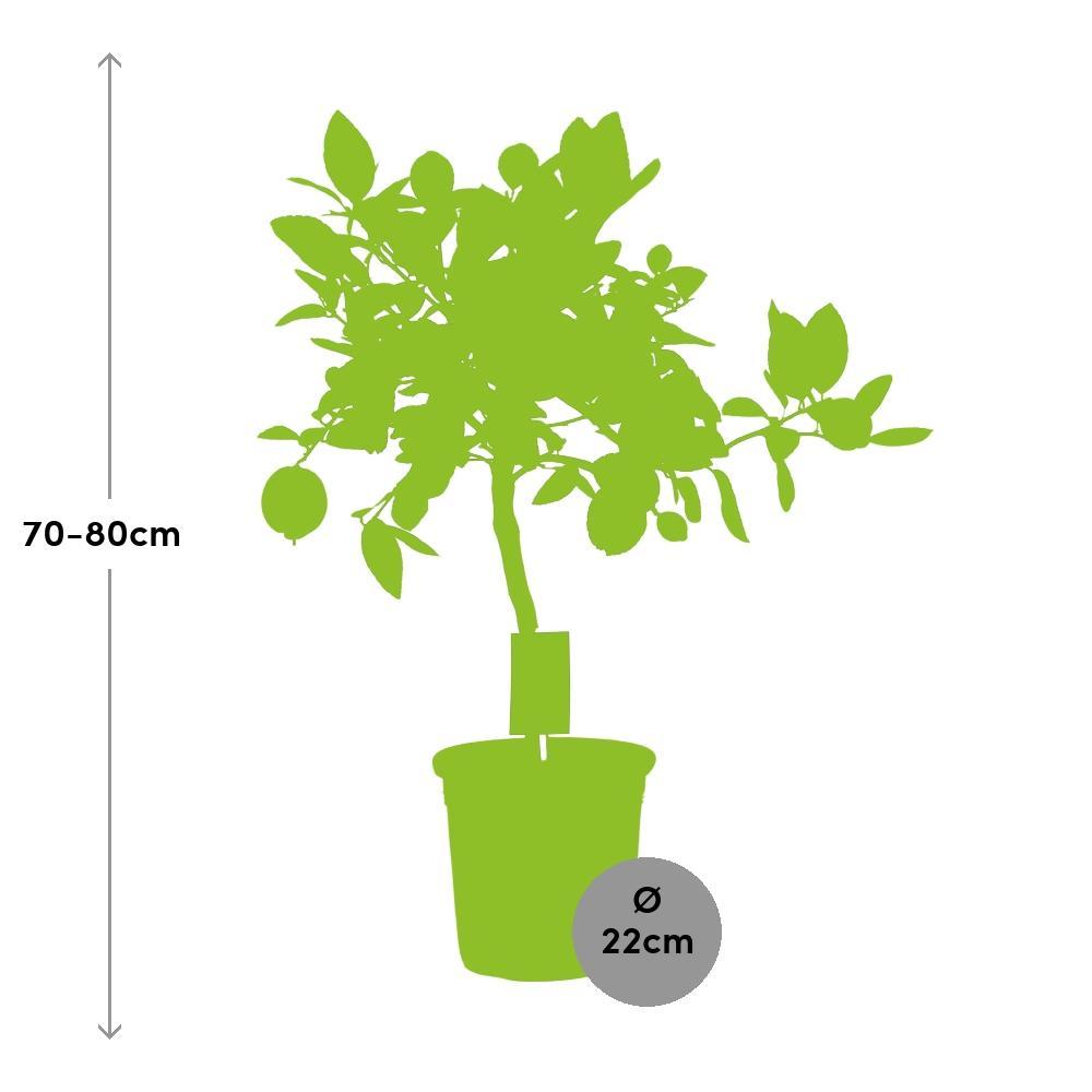 Großen Zitronenbaum bestellen