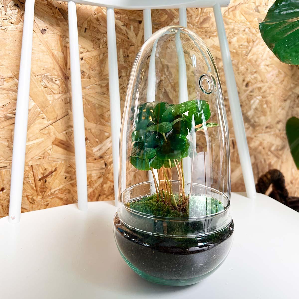 terrarium - Egg Coffea Arabica bestellen