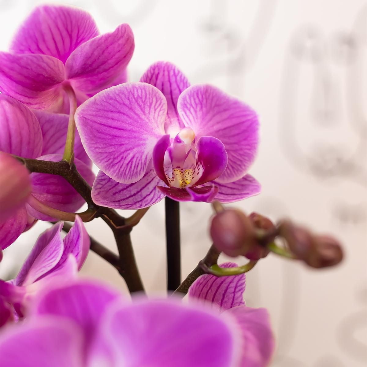 Lila/rosa Phalaenopsis-Orchidee