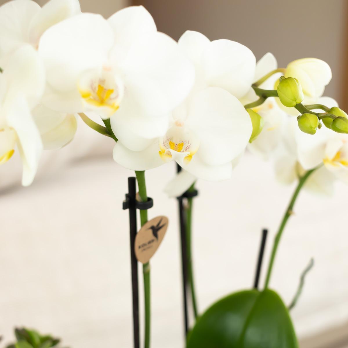 Weiße Phalaenopsis-Orchidee online kaufen