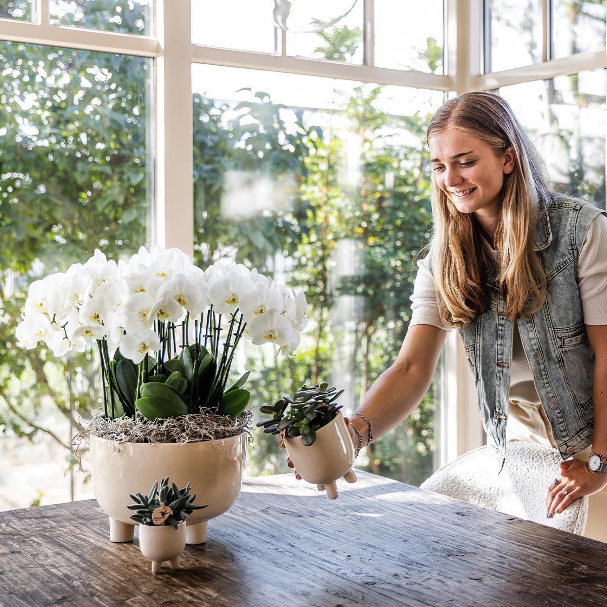 Orchidée blanche dans un pot élégant avec réservoir d'eau